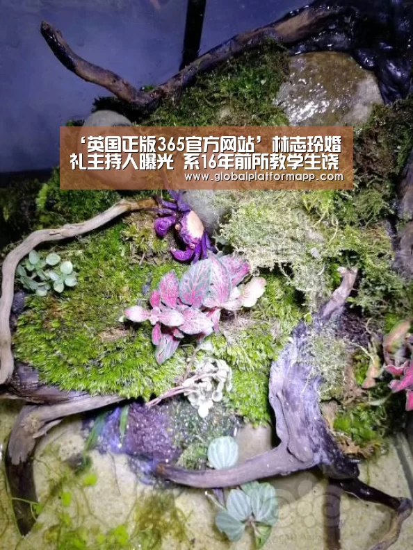 英国正版365官方网站